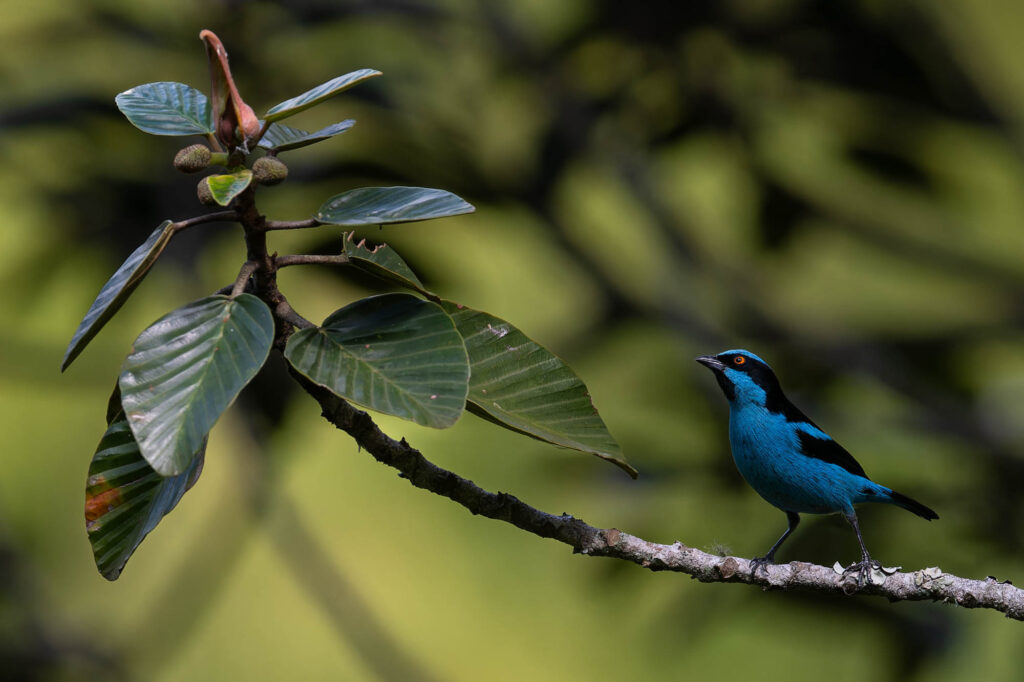 Endemic Turquoise Dacnis from Colombia. Blue bird with black mask and wings perched on a Coussapoa tree.